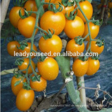 MT14 Jinhuang gelbe Farbe Hybrid Kirschtomate Samen für die Pflege